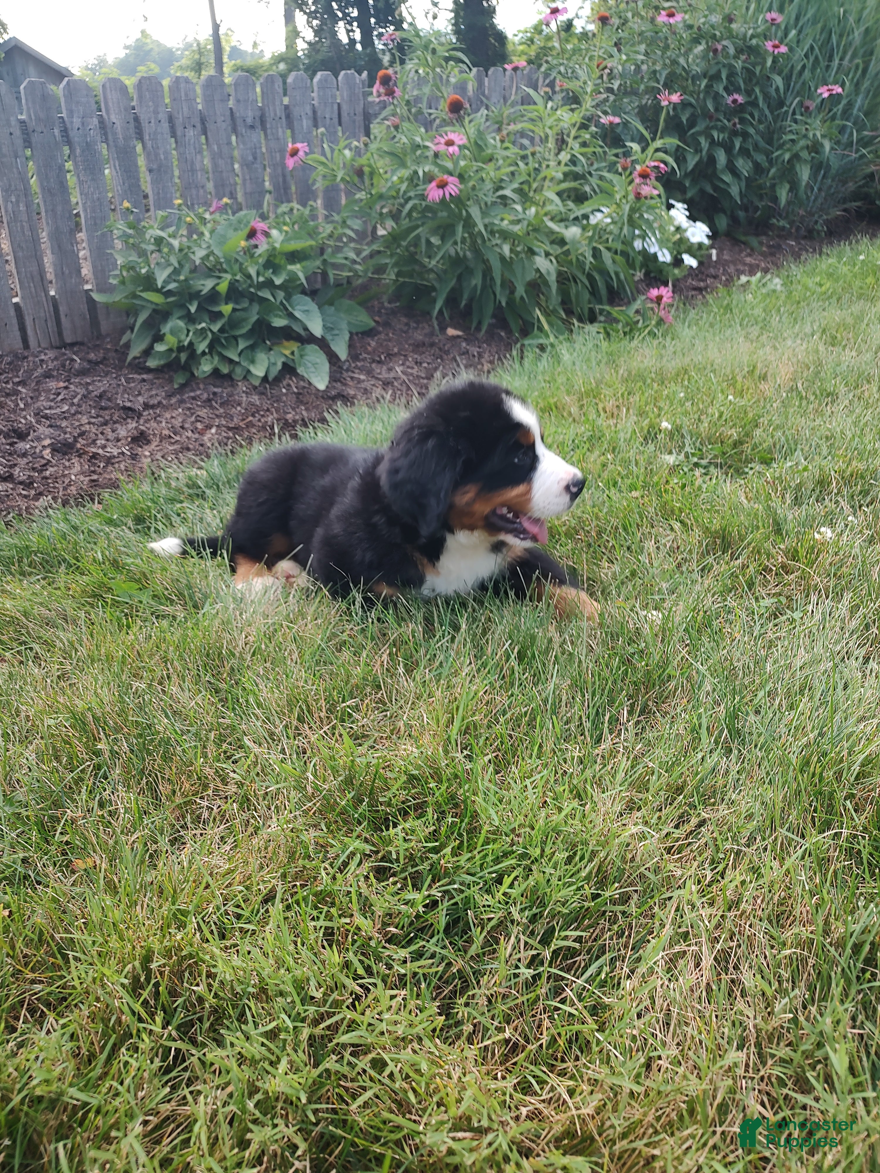 Bernese Mountain Dog dogs Lightning - Ad 2