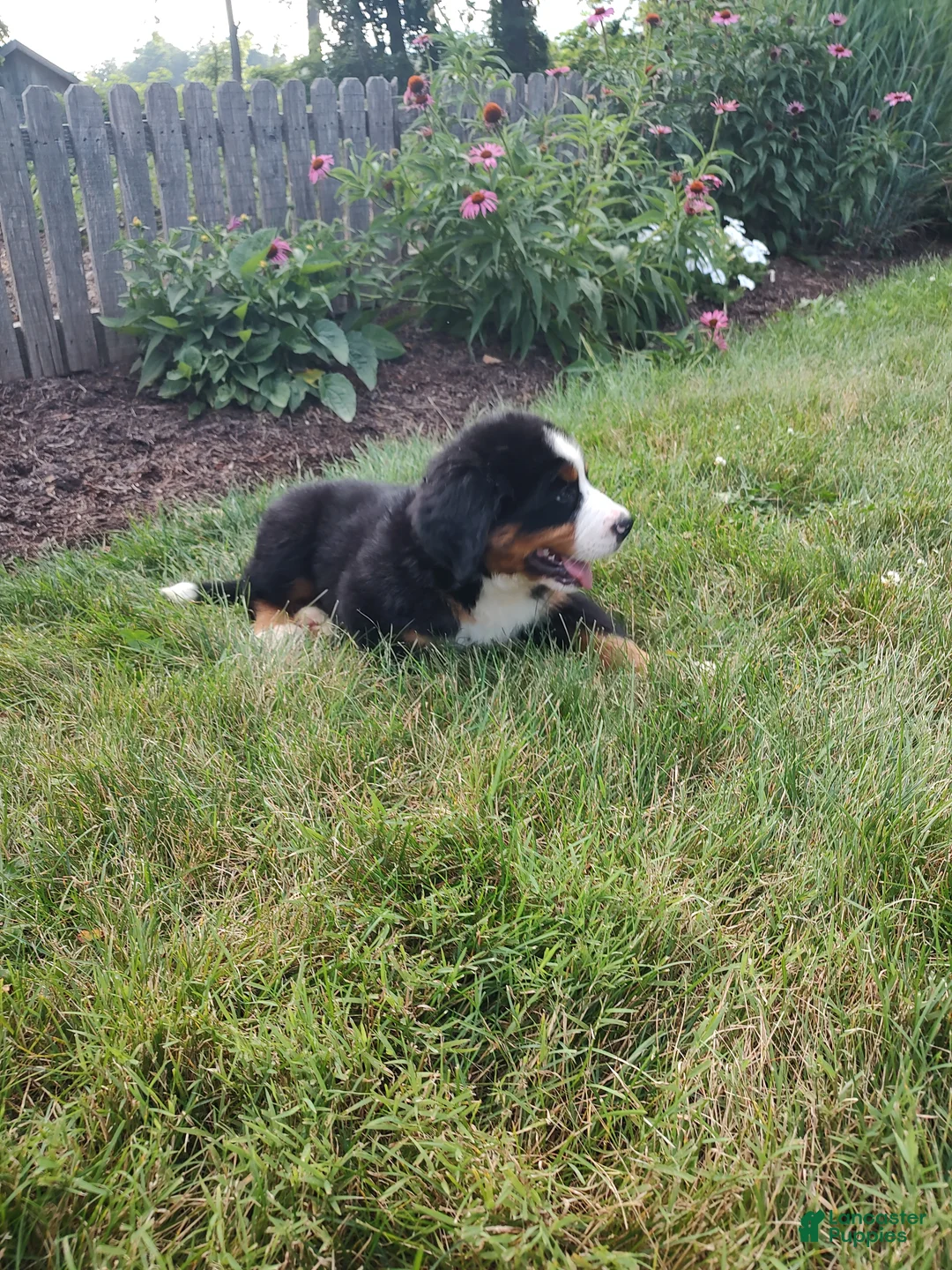 Bernese Mountain Dog dogs for sale: Lightning - Ad 2