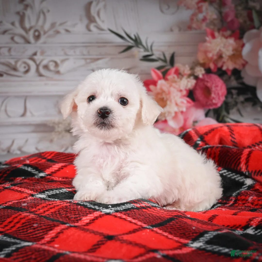 Bichon Frise dogs for sale: AKC-Misty - Ad 4