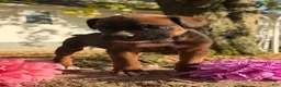Boxer dogs for sale: Zeus Male AKC Boxer - Ad 8