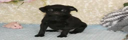 Brussels Griffon dogs for sale: Baxter - AKC - Ad 6