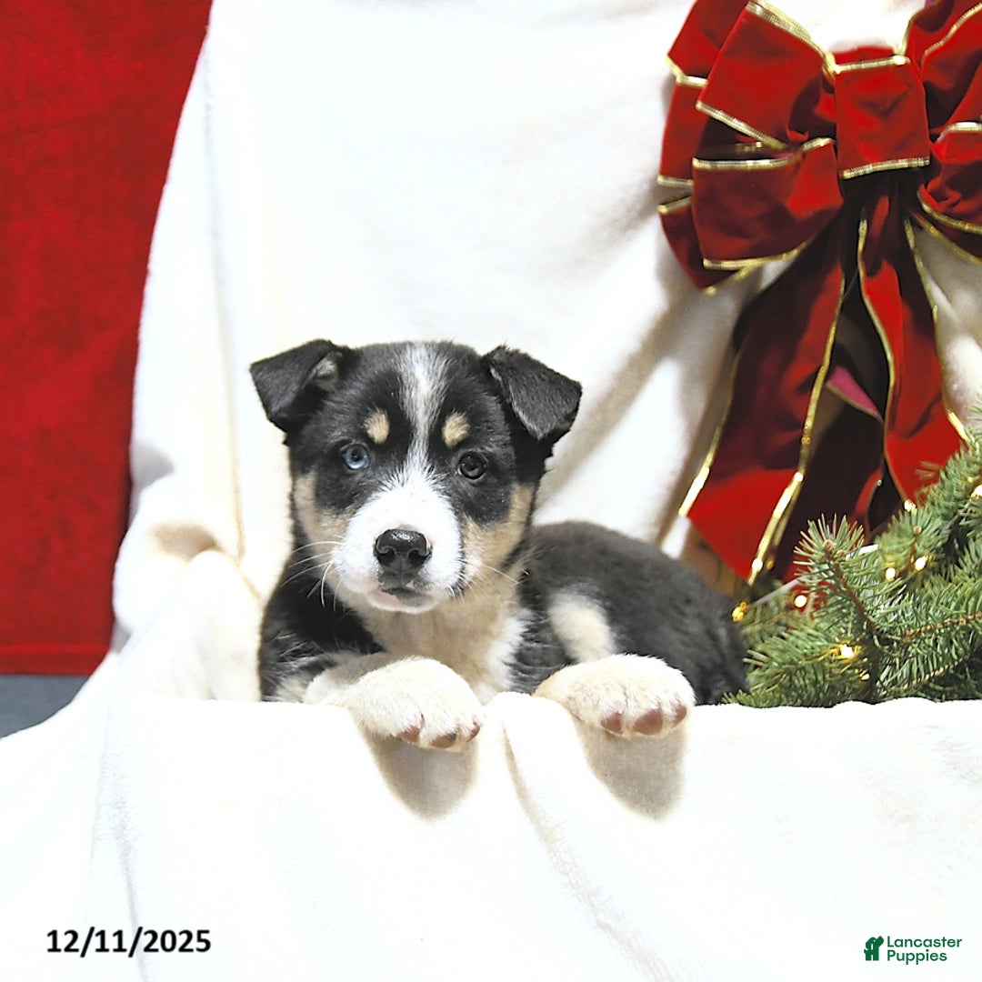 Mixed Breed dogs for sale: Bella   - Ad 3