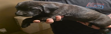 Cane Corso Puppy 4