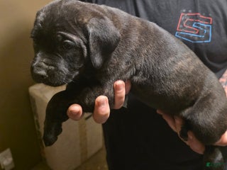 Cane Corso dogs Cane Corso Puppy 4 - Ad 40