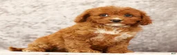 Cavapoo dogs for sale: Fern - Ad 7