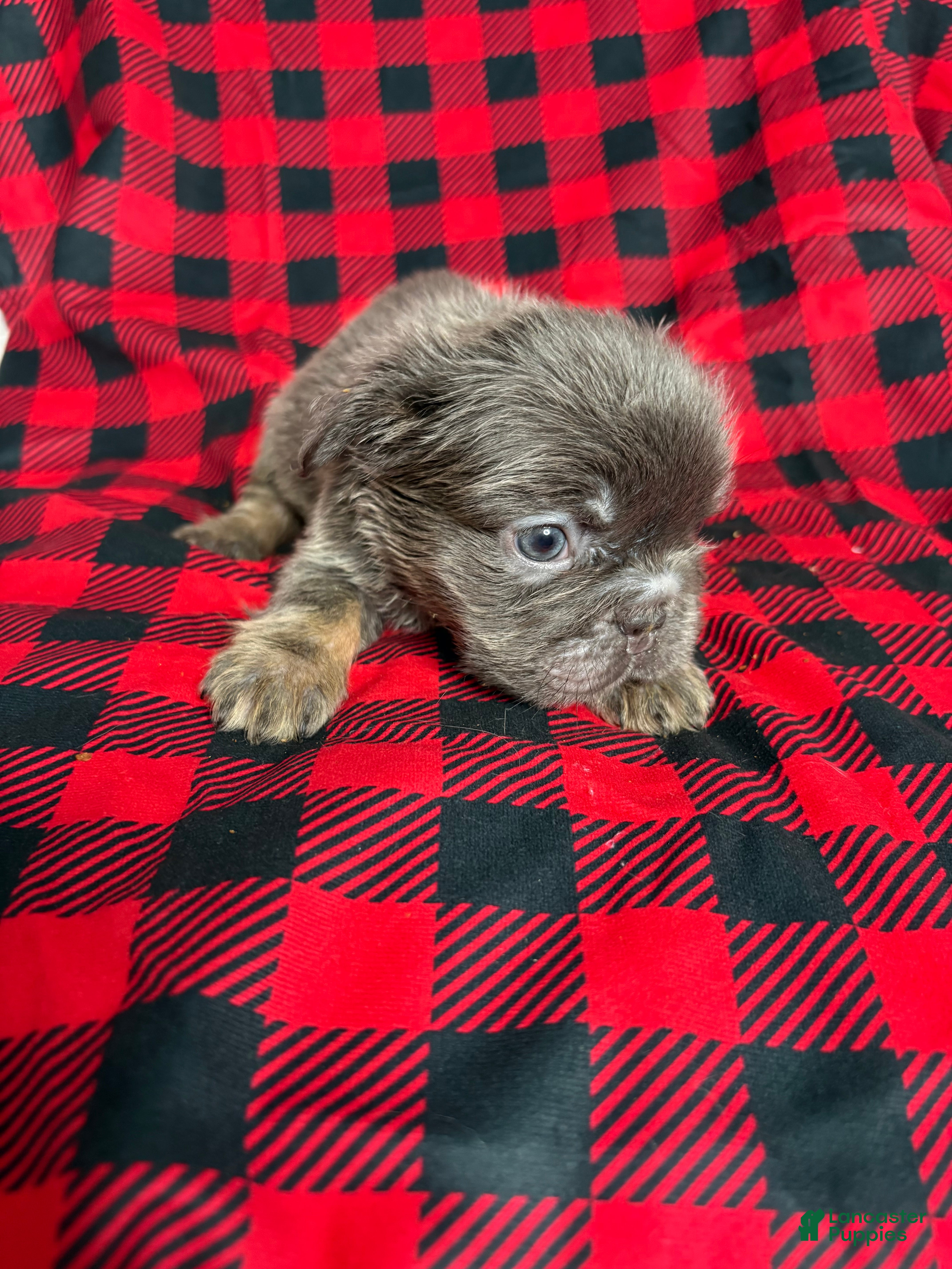 French Bulldog dogs Peezy - Ad 33