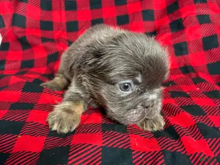 French Bulldog dogs Peezy - Ad 16