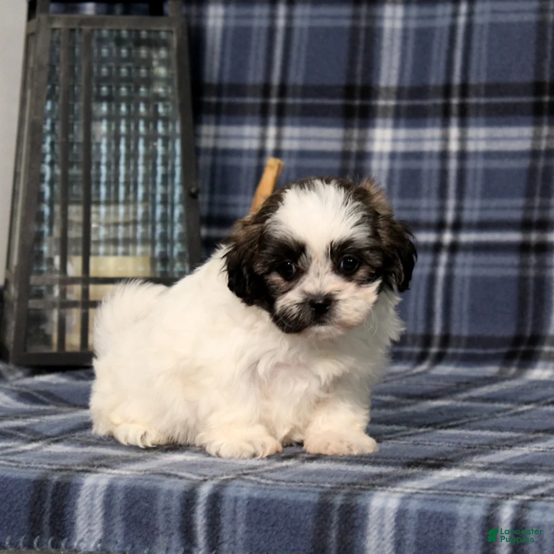 Teddy Bear dogs for sale: Khloe - Ad 1