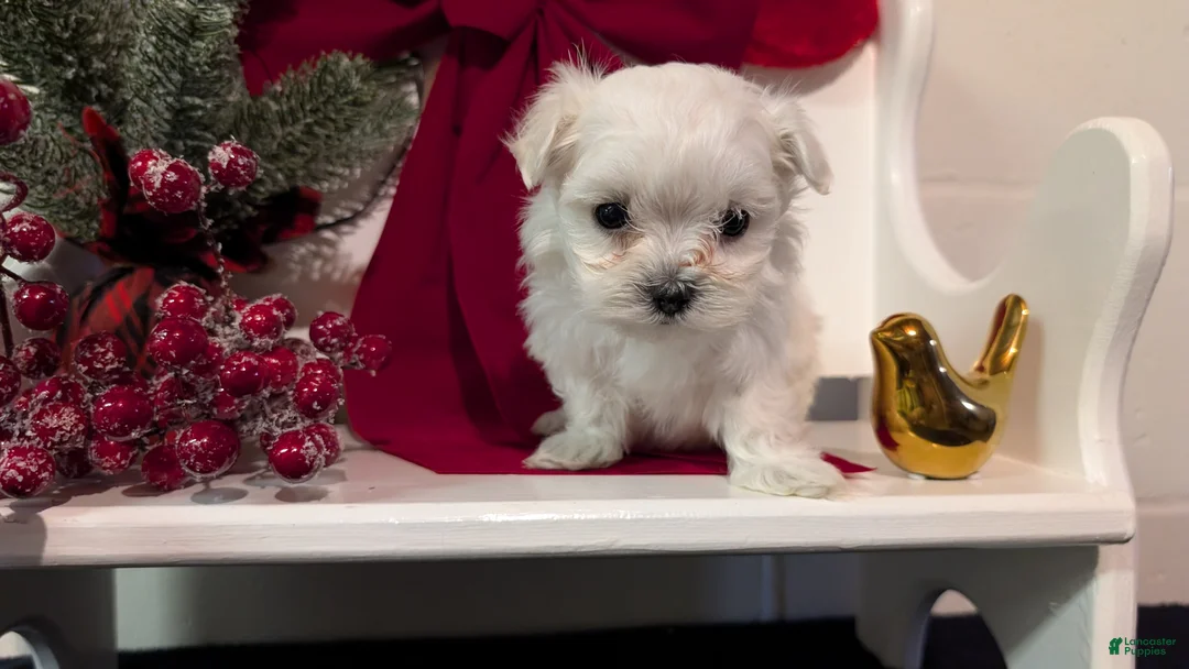 Maltese dogs for sale: Koko - Ad 12