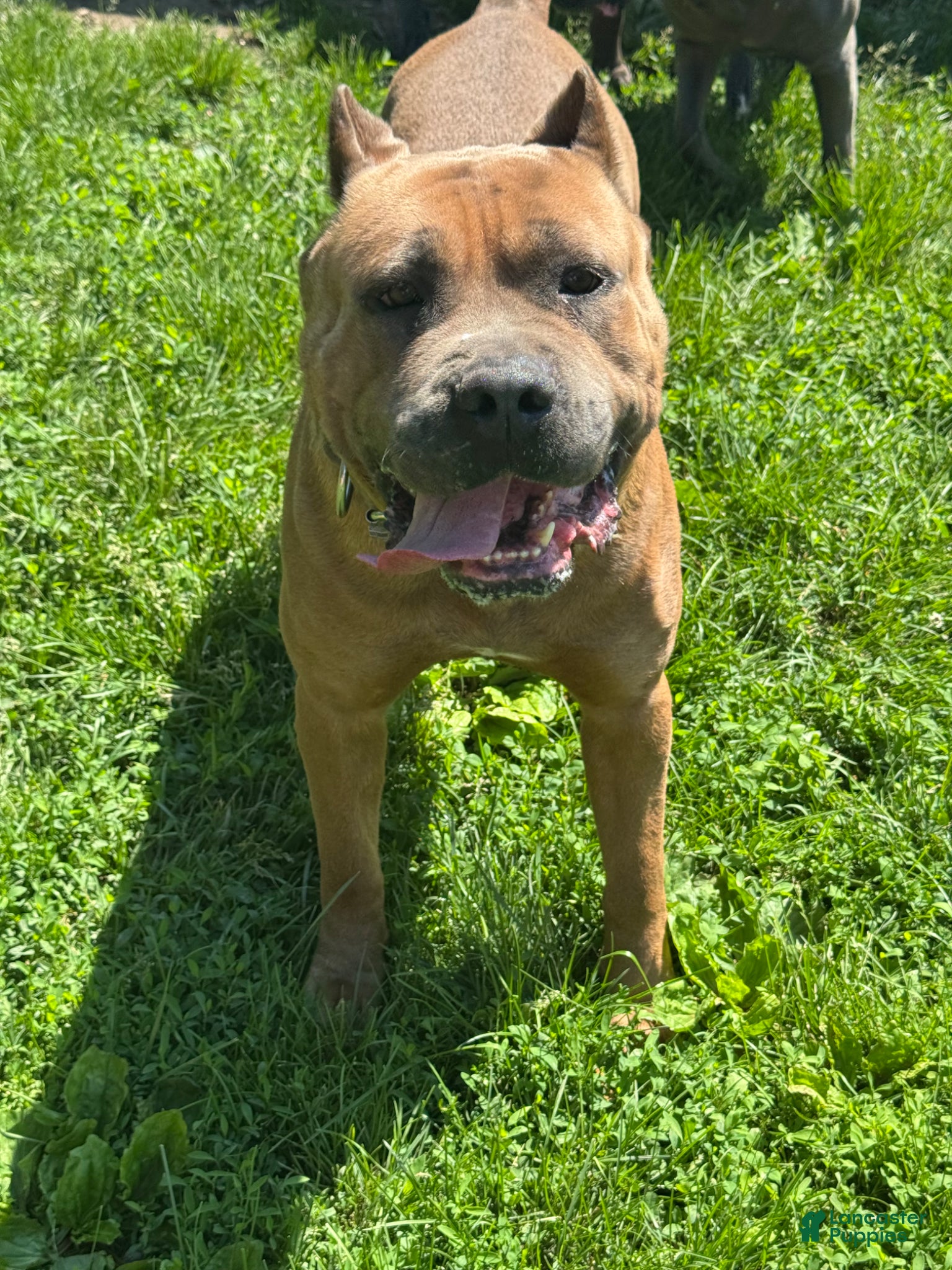 Cane Corso dogs Stud for Hire - Ad 2