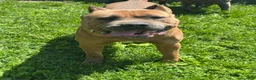 Cane Corso dogs for stud: Stud for Hire - Ad 2