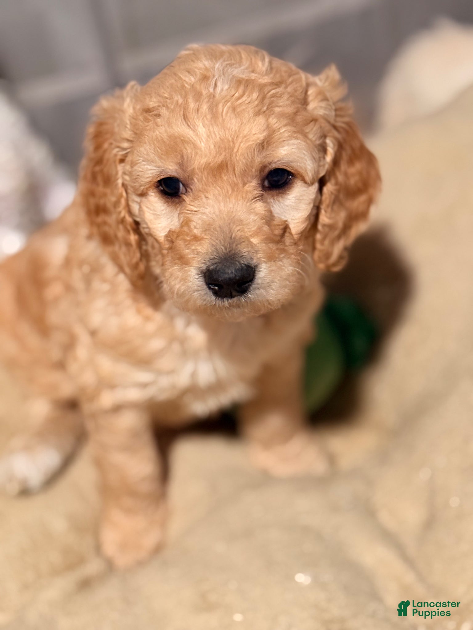 Goldendoodle dogs for sale: Goldendoodle Puppy 6 - Ad 1