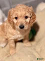 Goldendoodle Puppy 6