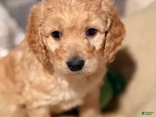 Goldendoodle dogs for sale: Goldendoodle Puppy 6 - Ad 1
