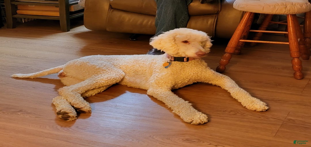 Gallery Image {{count}}