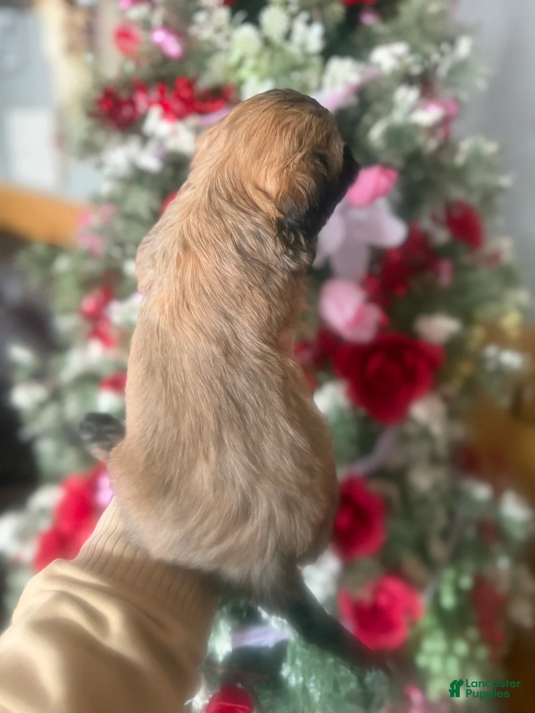 Malshi dogs for sale: Malshi Puppy 4 - Ad 4