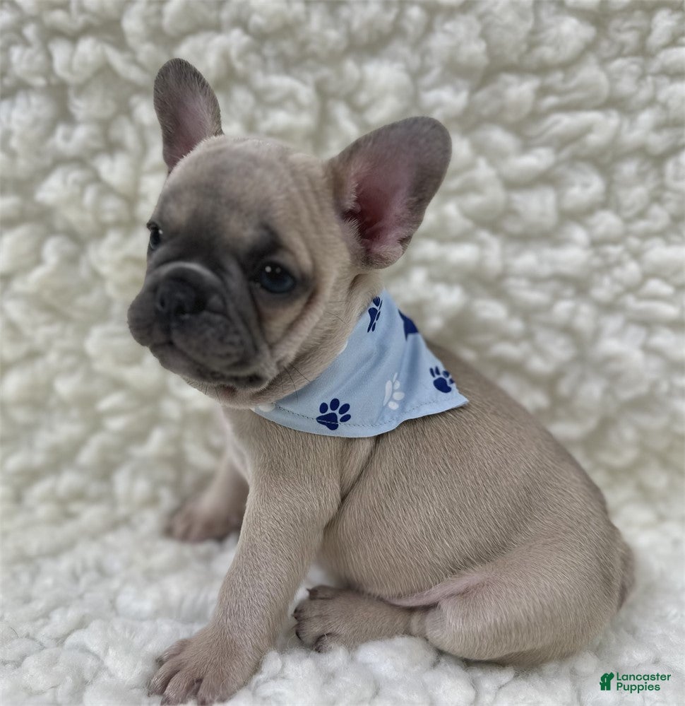 French Bulldog dogs French Bulldog 1 - Ad 1