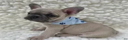 French Bulldog dogs for sale: French Bulldog 1 - Ad 1