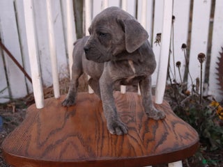 Cane Corso dogs Rascal - Ad 3