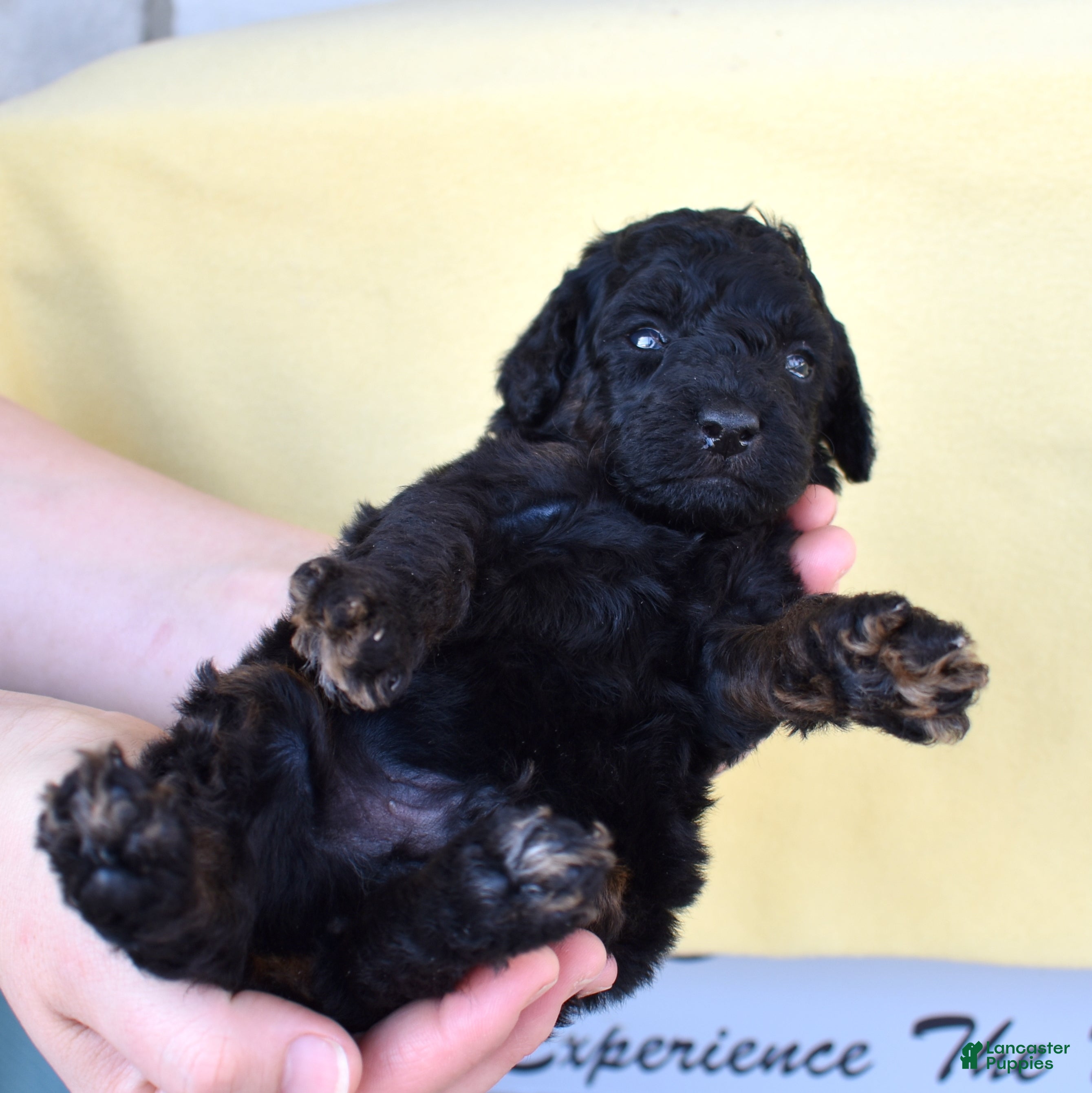 Miniature Poodle dogs Onyx  - Ad 2