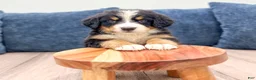 Bernese Mountain Dog dogs for sale: Jette - Ad 4