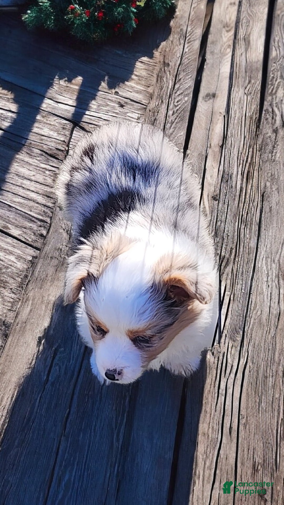 Welsh Corgi Pembroke dogs for sale: Merlin Fluffy Merle - Ad 15
