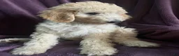 Goldendoodle dogs for sale: Autumn - Ad 4