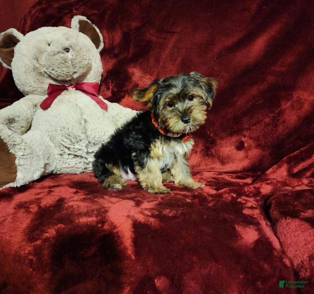 Yorkshire Terrier dogs for sale: BEAR BEAR  - Ad 2