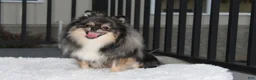 Pomeranian dogs for sale: Tiny Tessa - Ad 14