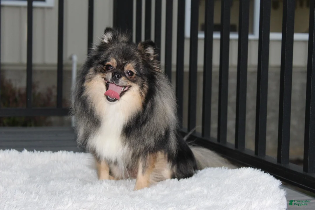 Pomeranian dogs for sale: Tiny Tessa - Ad 14