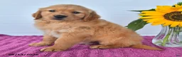 Golden Retriever dogs for sale: Cinnamon - Ad 4