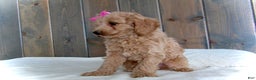 Mini Goldendoodle dogs for sale: Mindy - Ad 3