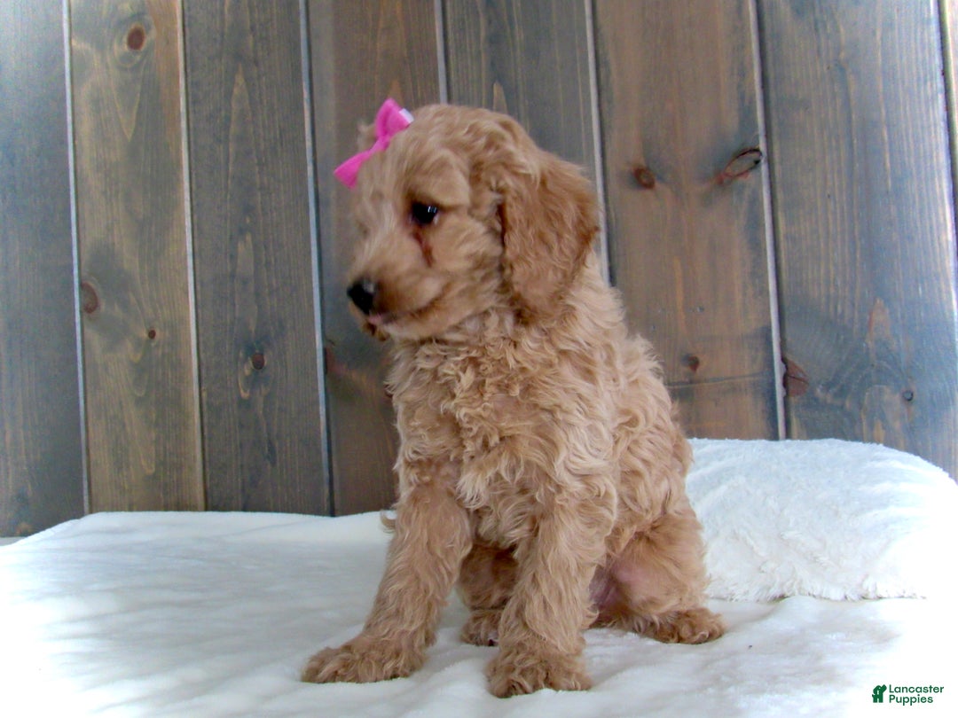 Mini Goldendoodle dogs for sale: Mindy - Ad 3