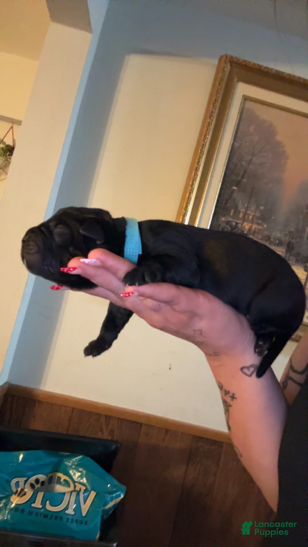 Cane Corso dogs for sale: light blue collar  - Ad 1