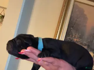 Cane Corso dogs light blue collar - Ad 25