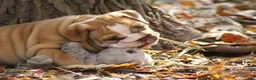 English Bulldog dogs for sale: Buttercup - Ad 8