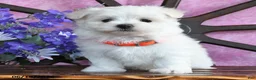 Maltese dogs for sale: Opal - Ad 4