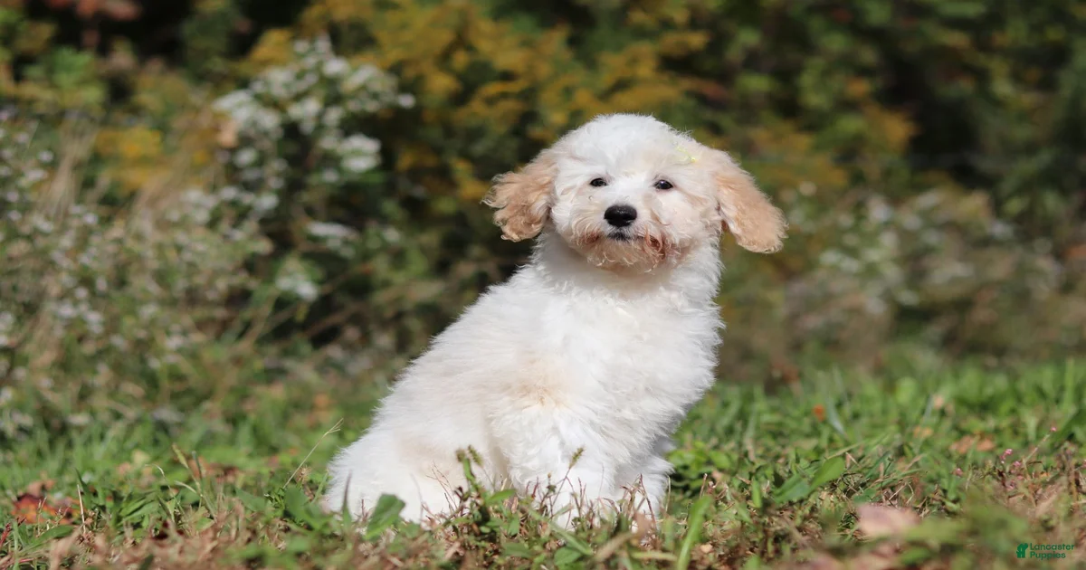 Female Miniature Poodle Puppies for sale | Lancaster Puppies
