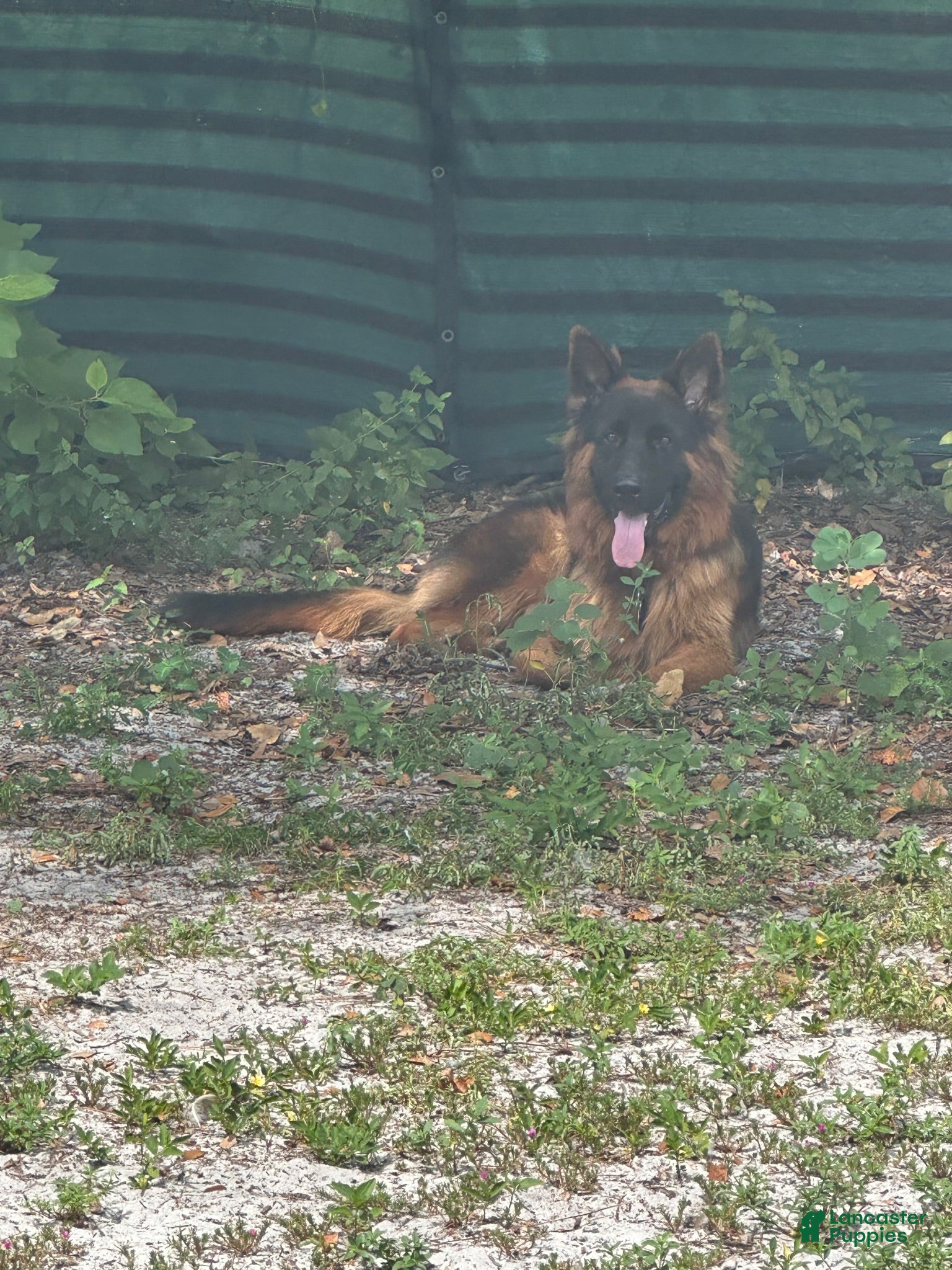 German Shepherd dogs German Shepherd 1 - Ad 26