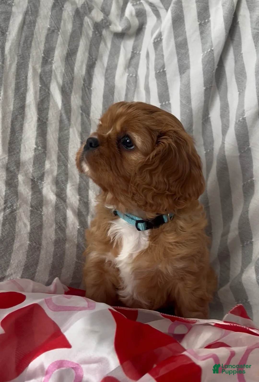 Cavalier King Charles Spaniel dogs for sale: Cavalier King Charles Spaniel Puppy 4 - Ad 2