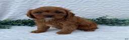 Cavapoo dogs for sale: Norman - Ad 3