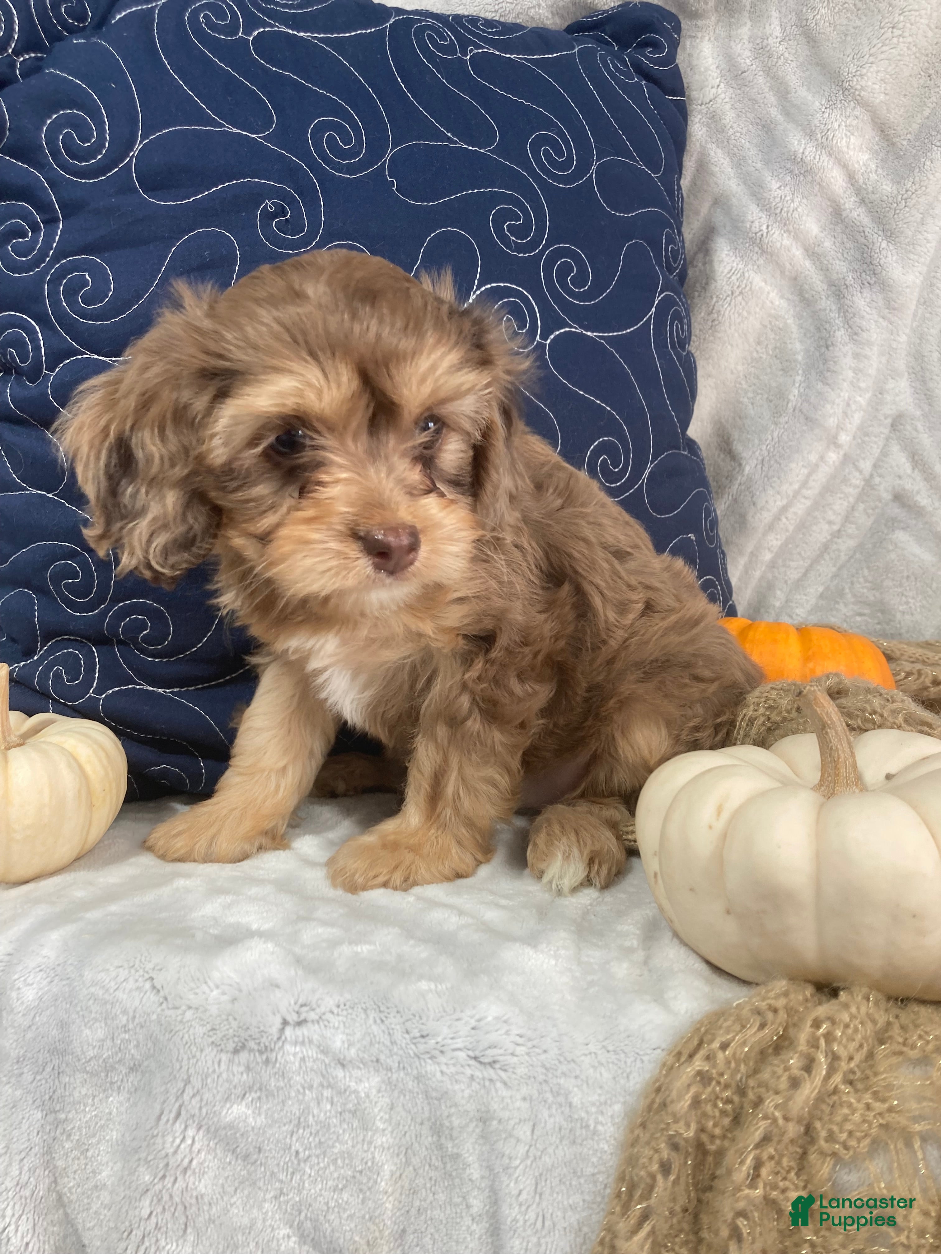 Cavapoo dogs for sale: Nevaeh - Ad 2