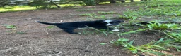 Mini Bernedoodle dogs for sale: Iris - Ad 7