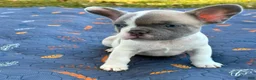 French Bulldog dogs for sale: CODI - Ad 1