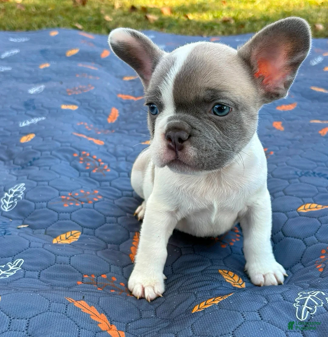 French Bulldog dogs for sale: CODI - Ad 1