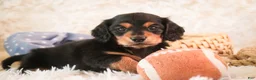Miniature Dachshund dogs for sale: Dusty - Ad 7
