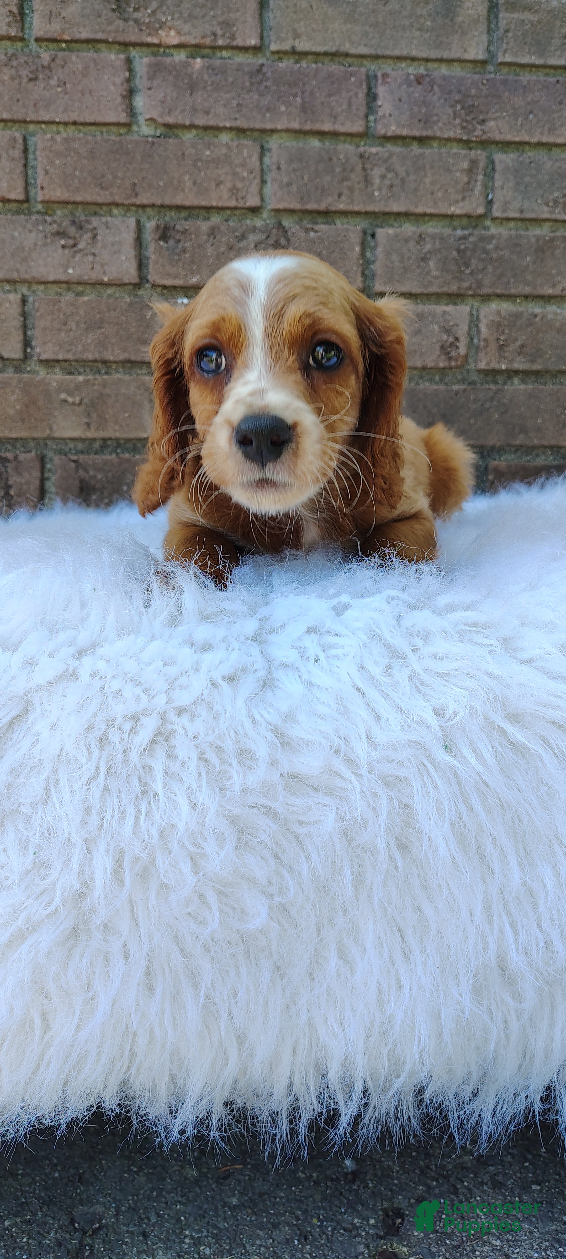 Irish Doodle dogs Diesel - Ad 2