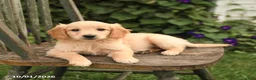 Mini Goldendoodle dogs for sale: Dexter - Ad 3