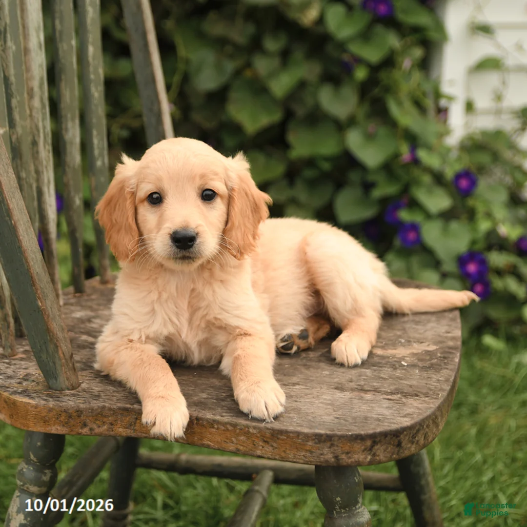 Mini Goldendoodle dogs for sale: Dexter - Ad 3