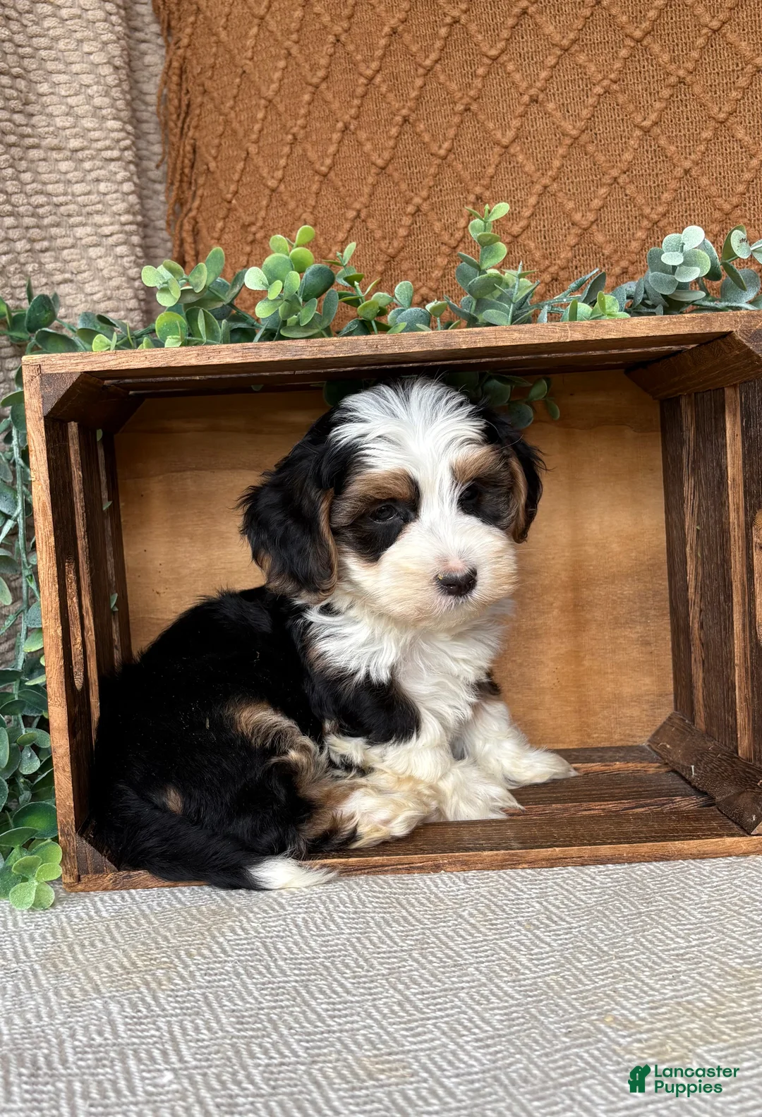 Havanese dogs for sale: Jay  - Ad 2